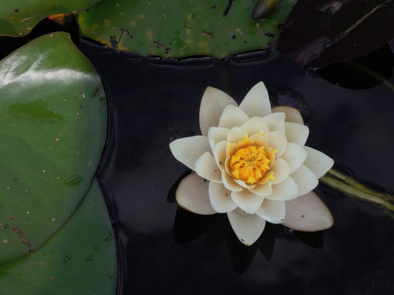 "Blossoming beauty, one petal at a time!"